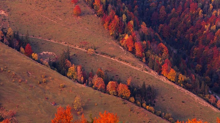 Autumn red tree hill landscape